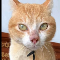 Bà tác giả đang mewing:))