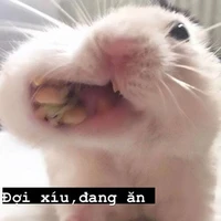 Hamster ghéc crush