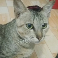 là tác giả :>