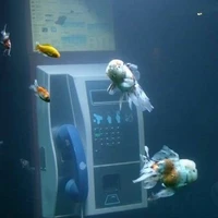 𝙲𝚊́ 𝚌𝚘𝚗 𝚖𝚘̛ 𝚖𝚘̣̂𝚗𝚐