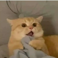 t/g nè mấy ní