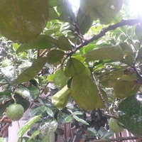 người giải đáp