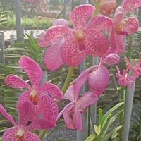 Nhân vật phụ