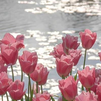 tác giả🌷