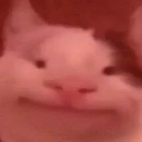 báo cùng