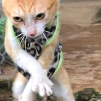 Nhìn bộ móng đi