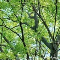 Nhân vật bí ẩn