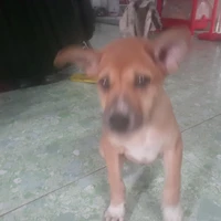 Đóng nhiều vai