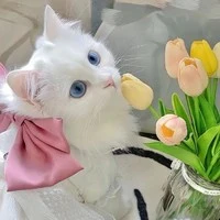 💢🌷tác giả mèo💢🌷