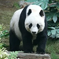 Lazy Bear (lúc lớn)