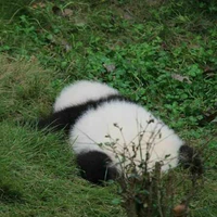 Zịt