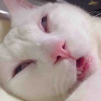 All(trừ ai cần trừ)