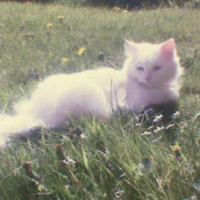 meowˇ౨ৎ / ranzpu.