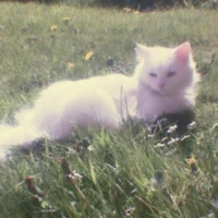 meowˇ౨ৎ / ranzpu.