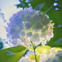 ＬａｙＬｙ(t/g)