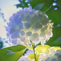 ＬａｙＬｙ(t/g)