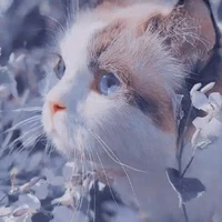 Arumi