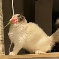 sứ giả của tình yêu