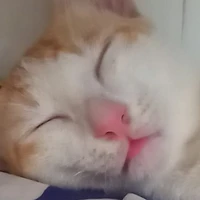 tác giả