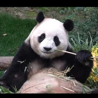 fubao