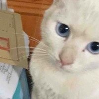 Tác giả cute hột me🌷