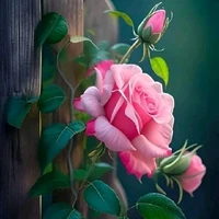 tác giả Mộng Mơ 🌺