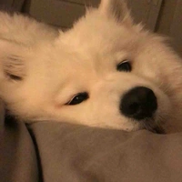 Tiểu Bạch - Song 