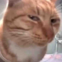 Cả lớp:>>