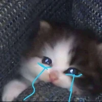 mèo lười(tác giả)