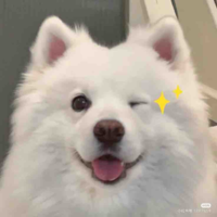 Củ Cải
