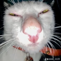 Đt nha