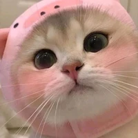 Bạn con tác giả tên Tiny