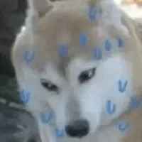 T/G