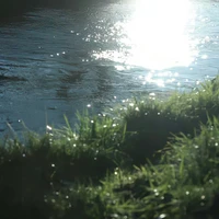 NVP nam