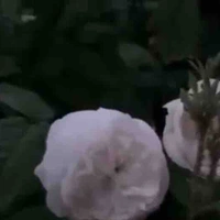 Kẻ nhận nuôi cậu