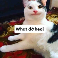 T/g nè!
