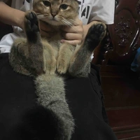 Cân tất cả các Nhân vật 