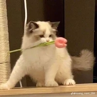 mồn lèo thích phá án