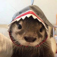 Bơ 인해