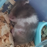 Rune(người viết)