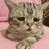 T/g xàm l