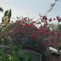 Trương Tửu Hưng