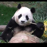 fubao