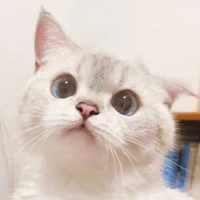 ng tàn ác(cat)