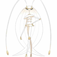 Pheromosa