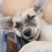 tác giả vễ thương？？？