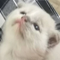 mèo