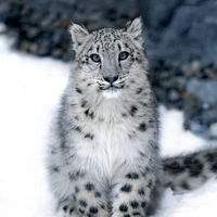 Cinderella-Tác giả