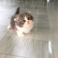 Mèo mập | Tg