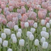 biệt đội hoa tulip siêu  báo